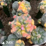 Cactus-Lophophora Fricii - Image 2