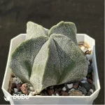 Cactus-Astrophytum myriostigma  2 - Image 2