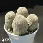 Cactus-Echinocereus Rigidissimus Var. Clustering - Image 2