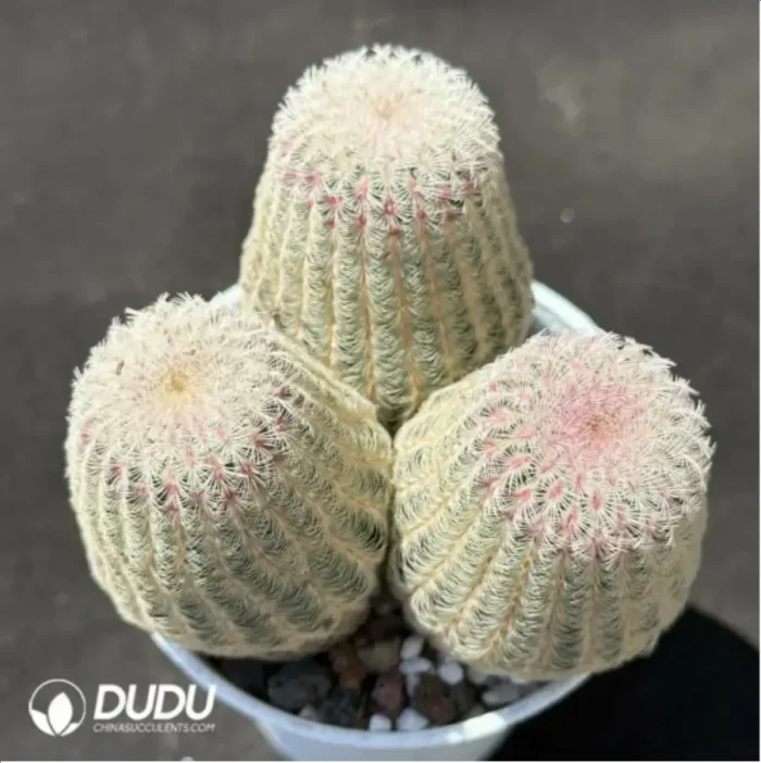 Cactus-Echinocereus Rigidissimus Var. Clustering - Image 2