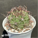 Cactus-Denmoza rhodacantha - Image 2