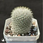 Cactus-Echinopsis white lady - Image 2
