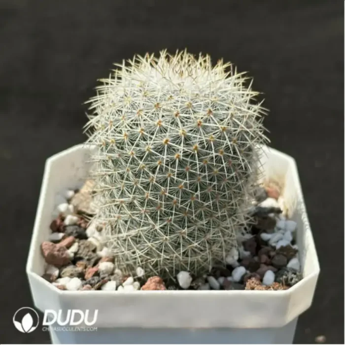 Cactus-Echinopsis white lady - Image 2