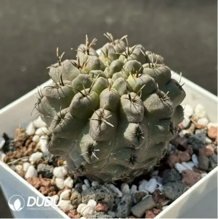 Cactus-Eriosyce - Image 2