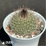 Cactus-Feixiu Jade - Image 2