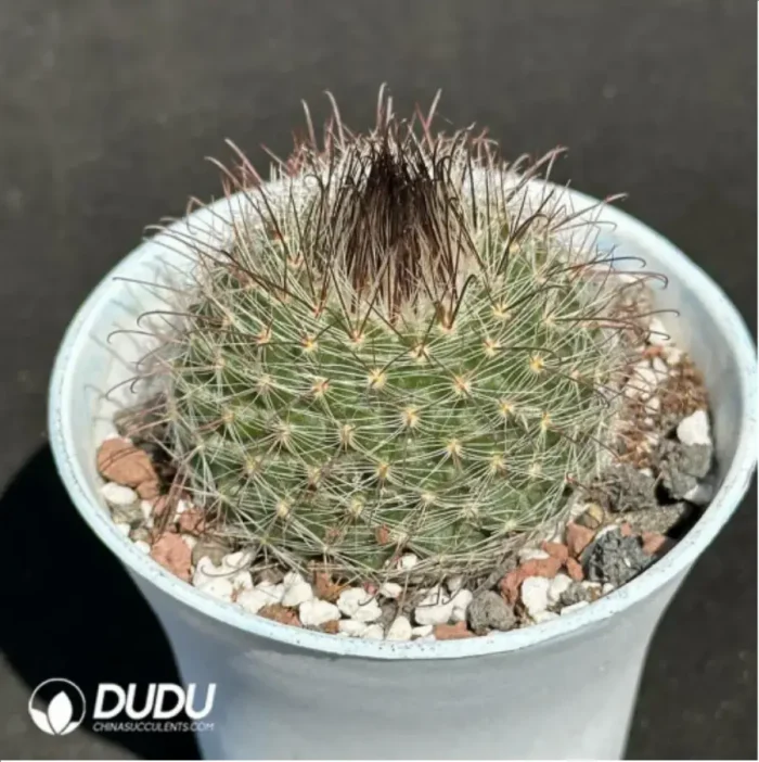 Cactus-Feixiu Jade - Image 2