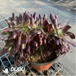 Aeonium Arboreum Velour European NO.6 - Image 2
