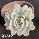 Echeveria Runyonii Monstrosus Variegated - Image 2