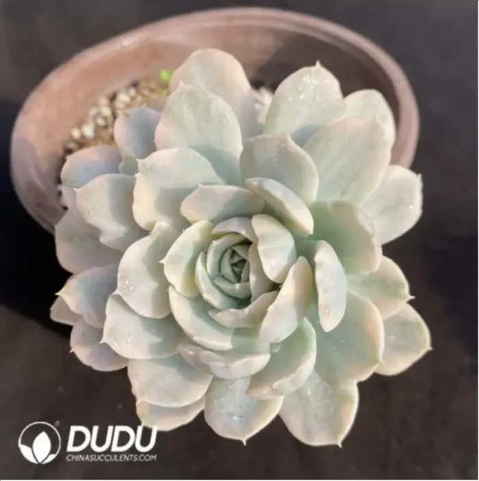 Echeveria Runyonii Monstrosus Variegated - Image 2