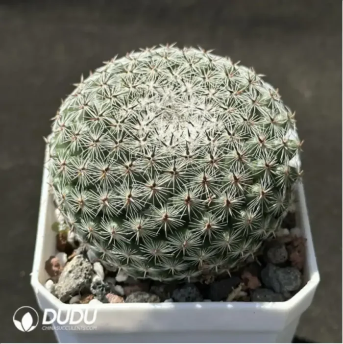 Cactus-Mammillaria brauneana - Image 2