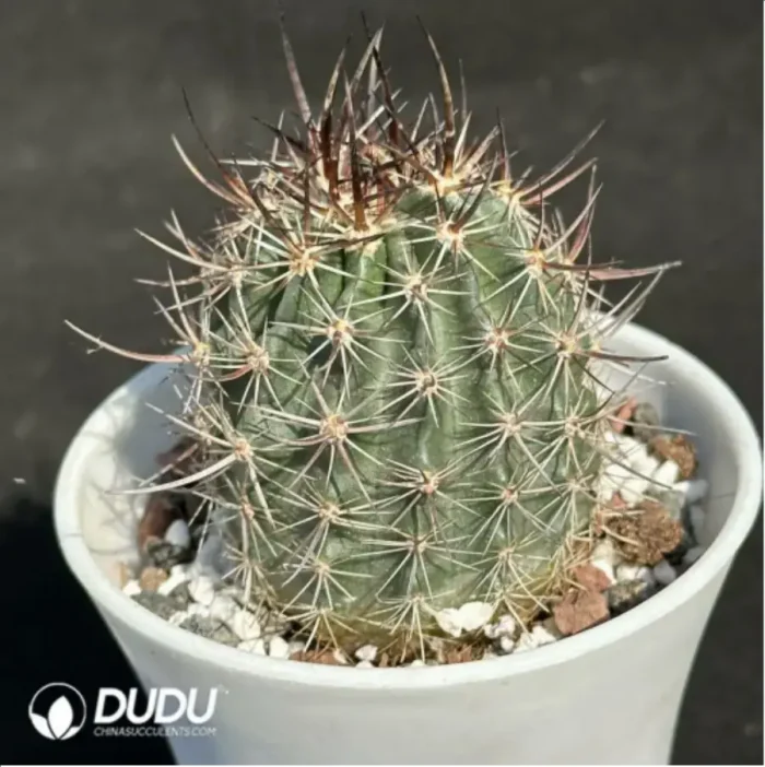 Cactus- Echinocereus lindsayi - Image 2