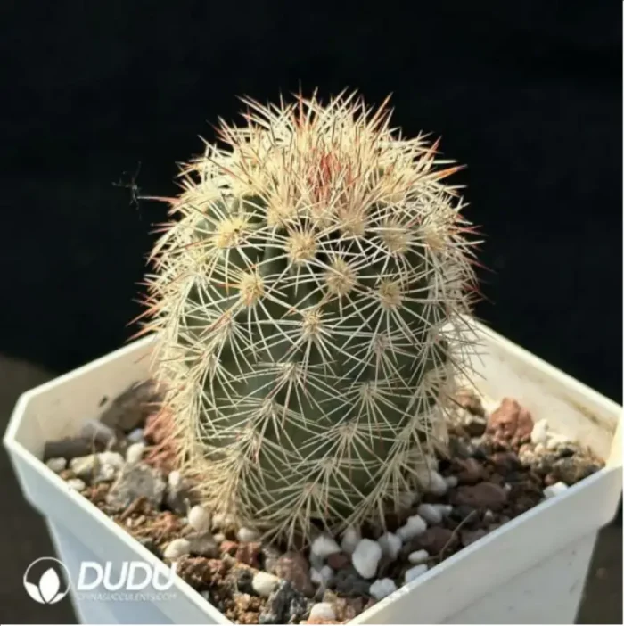Cactus-Echinocereus dasyacanthus Engelm - Image 2