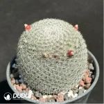 Cactus-Mammillaria candida - Image 2