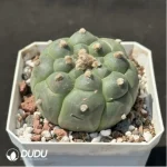 Cactus-Astrophytum Asterias Kikko - Image 2