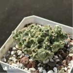 Cactus-Opuntia subterranea R.E.Fries - Image 2