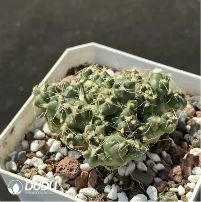 Cactus-Opuntia subterranea R.E.Fries - Image 2