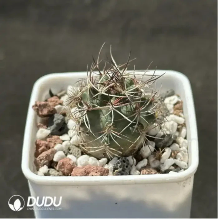 Cactus-Echinocereus coccineus - Image 2