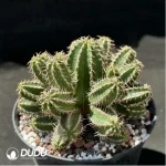 Cactus-senior general - Image 2