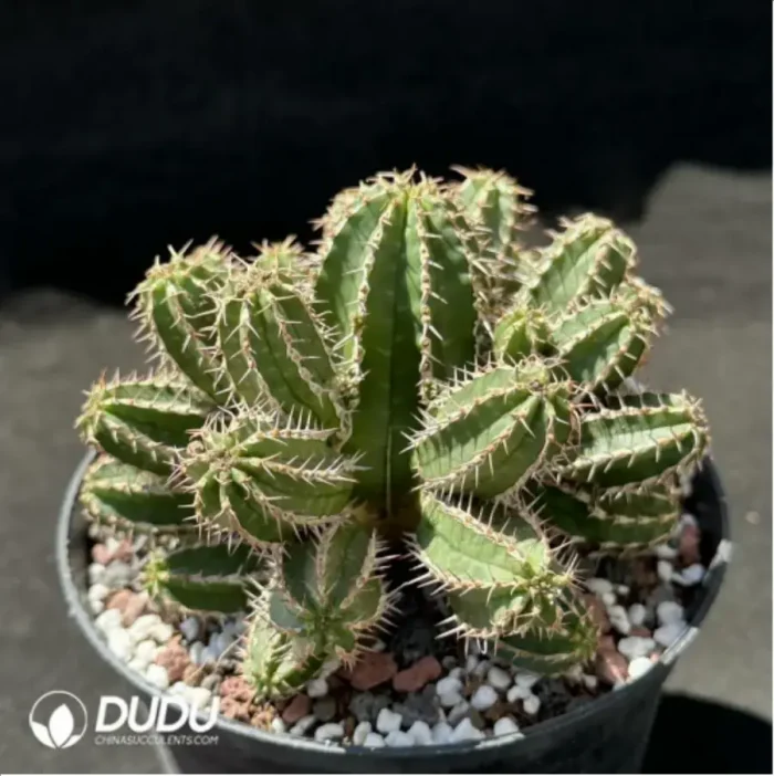 Cactus-senior general - Image 2