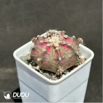 Cactus-Gymnocalycium mihanovichii - Image 2