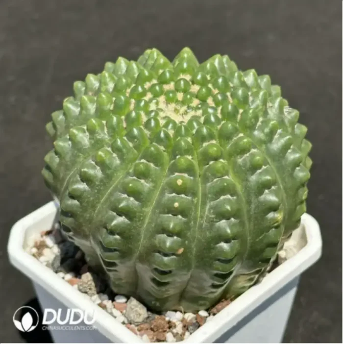 Cactus- Parodia werneri Parodia - Image 2