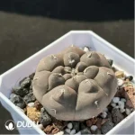 Cactus-Gymnocalycium prochazkianum - Image 2