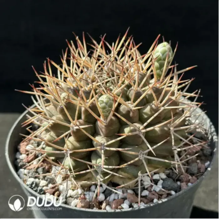 Cactus-Gymnocalycium schickendantzii - Image 2