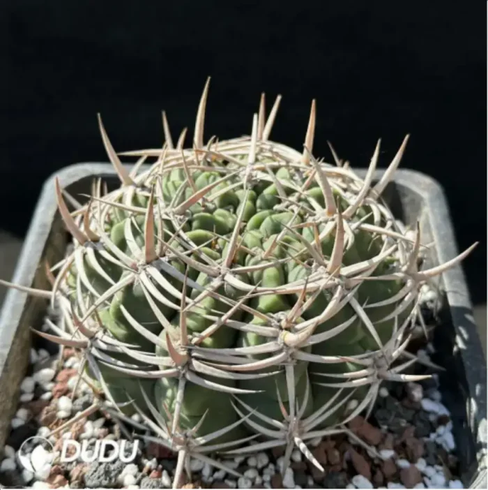 Cactus-Gymnocalycium ambatoense - Image 2