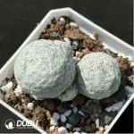 Cactus-Mammillaria humboldtii Ehrenb. - Image 2