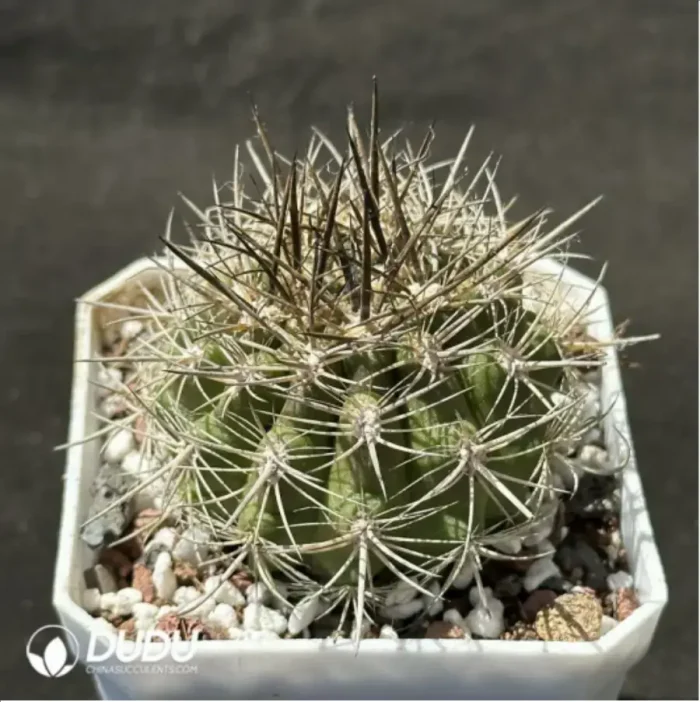 Cactus-Neoporteria subgibbosa Br. et R. - Image 2