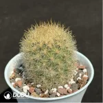 Cactus-Neoporterta nidus Br. et R. - Image 2