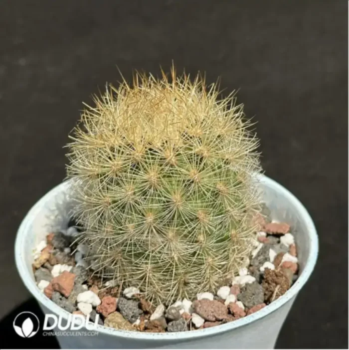 Cactus-Neoporterta nidus Br. et R. - Image 2