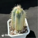 Cactus-Blue Pillar Variegated - Image 2
