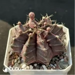 Cactus-Gymnocalycium mihanovichii subsp. - Image 2