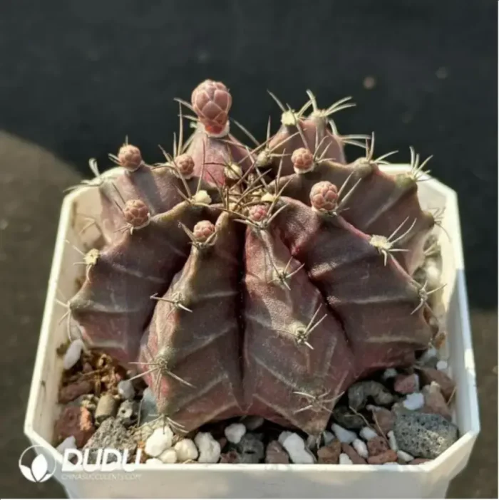 Cactus-Gymnocalycium mihanovichii subsp. - Image 2