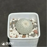 Cactus-Epithelantha micromeris - Image 2