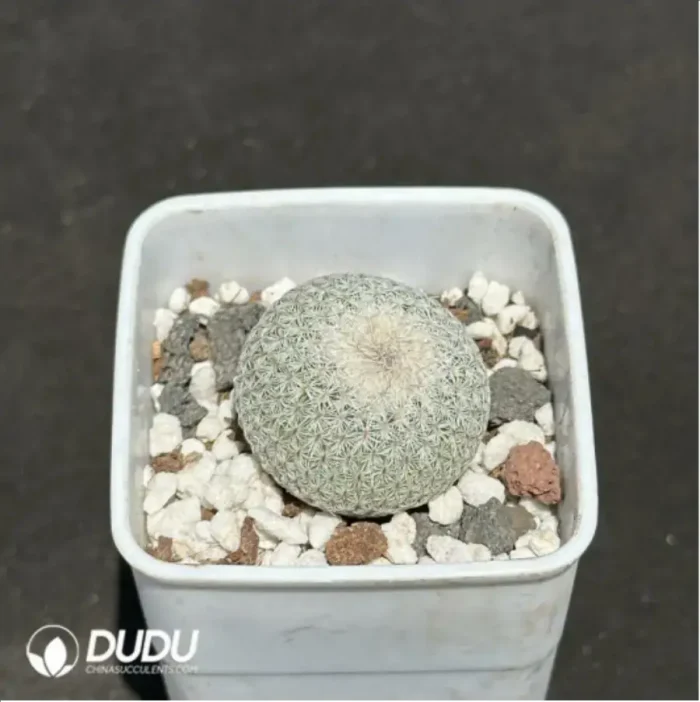 Cactus-Epithelantha micromeris - Image 2