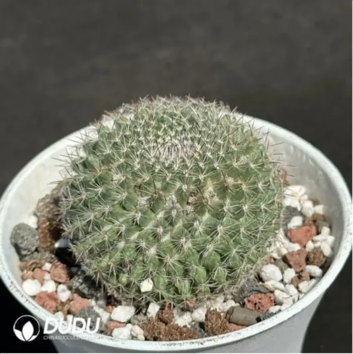 Cactus-Mammillaria hahniana - Image 2