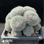 Cactus-Mammillaria hahniana Clustering - Image 2