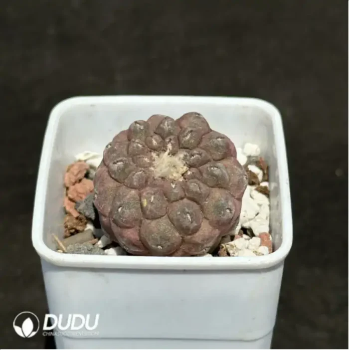 Cactus-Copiapoa hypogaea F. Ritter 1960 - Image 2