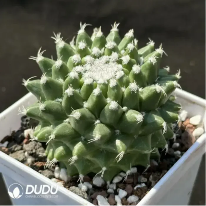 Mammillaria magnimamma 'Toluca' - Image 2