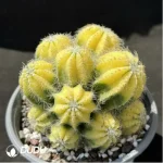 Cactus-Noto magnificus Variegata Clustering - Image 2