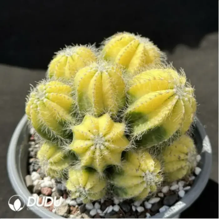 Cactus-Noto magnificus Variegata Clustering - Image 2