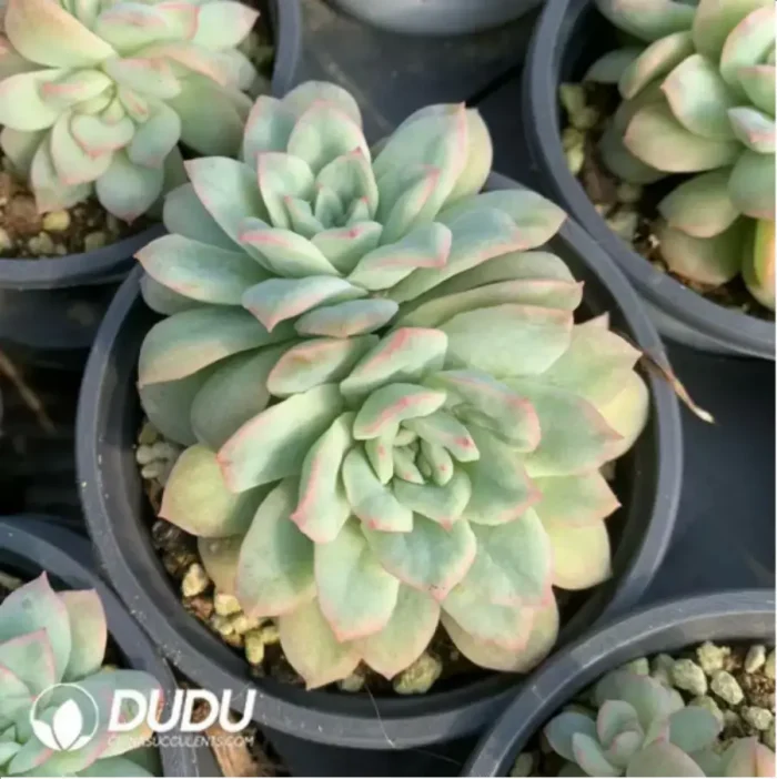 Echeveria Bubblegum Variegated - Image 2