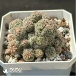 Cactus-Rebutia heliosa condorensis (Aylostera) Clustering - Image 2