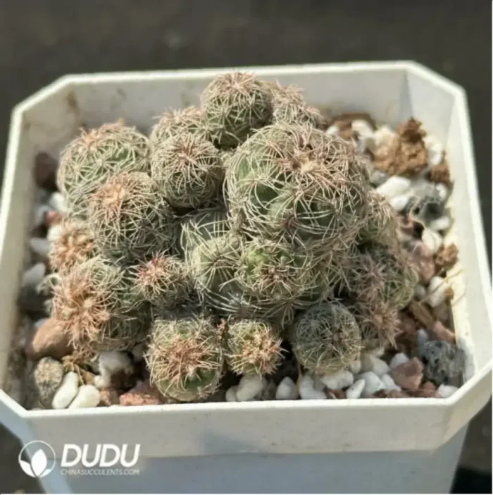 Cactus-Rebutia heliosa condorensis (Aylostera) Clustering - Image 2