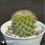 Cactus-Mammillaria spinosissima - Image 2