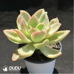 Echeveria Joy Variegated - Image 2