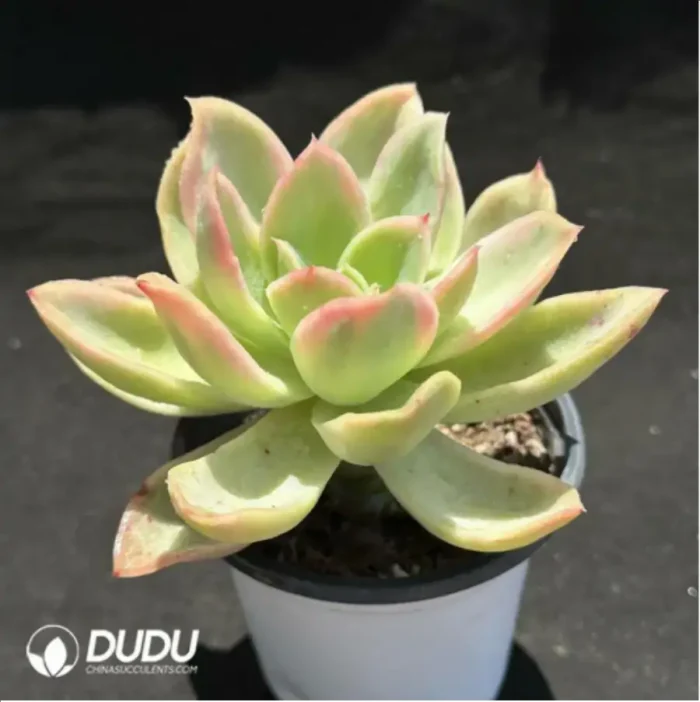 Echeveria Joy Variegated - Image 2
