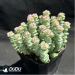 Crassula Jade Necklace Chemical Variegated Clustering (Scattered Clustering) - Image 2